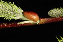 Salix lasiolepis. Inflorescence bud scale.
 Image: D. Glenny © Landcare Research 2020 CC BY 4.0